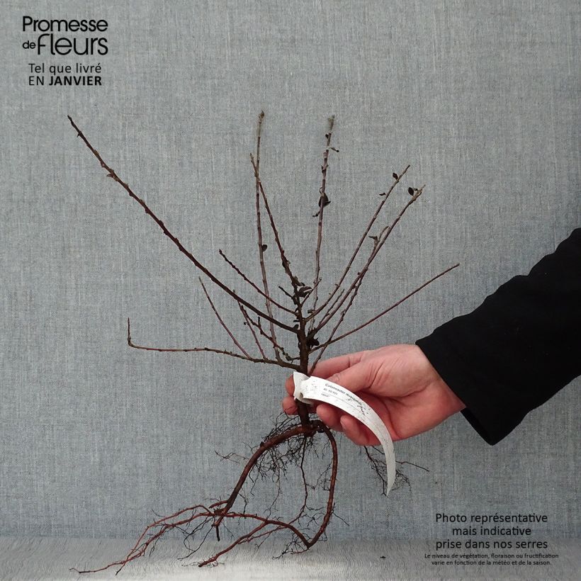 Spécimen de Cotoneaster divaricatus - Cotonéaster divariqué Racines nues tel que livré en hiver