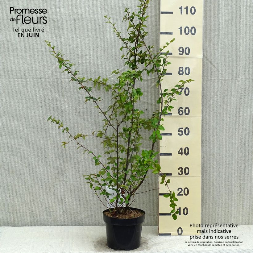 Example of Cotoneaster franchetii - Cotonéastre de Franchet Pot de 2L/3L as you get in printemps