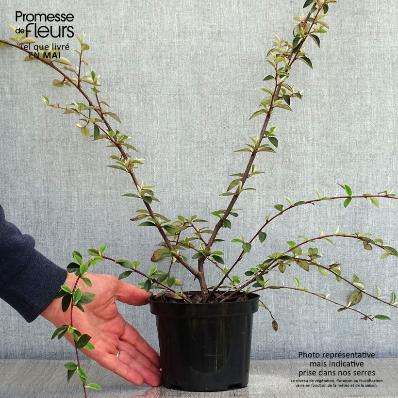 Example of Cotoneaster franchetii - Cotonéastre de Franchet Pot de 7,5L/10L as you get in printemps