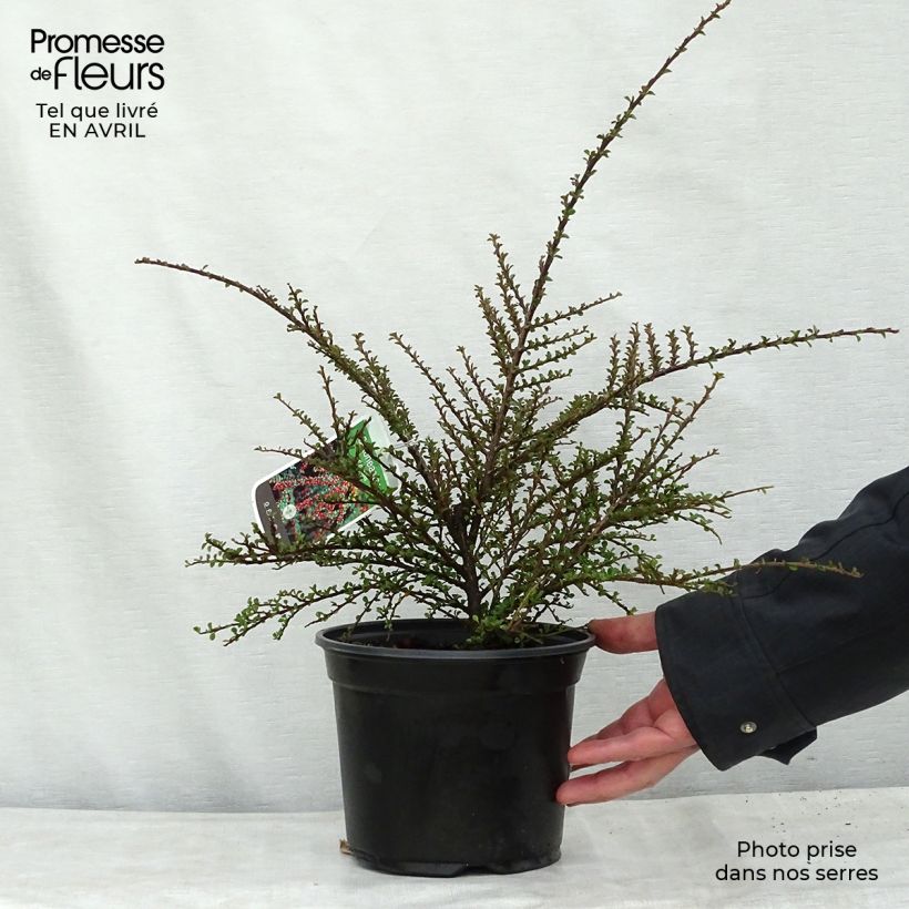 Example of Cotoneaster horizontalis - Cotonéaster rampant Pot de 2L/3L as you get in printemps