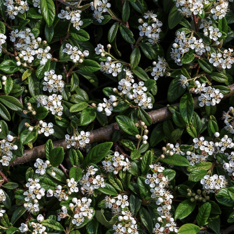 Cotoneaster horizontalis - Cotonéaster rampant (Flowering)