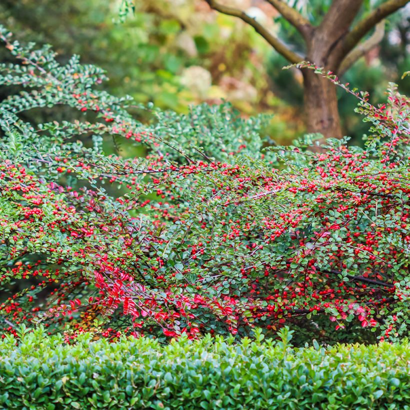 Cotoneaster horizontalis - Cotonéaster rampant (Plant habit)