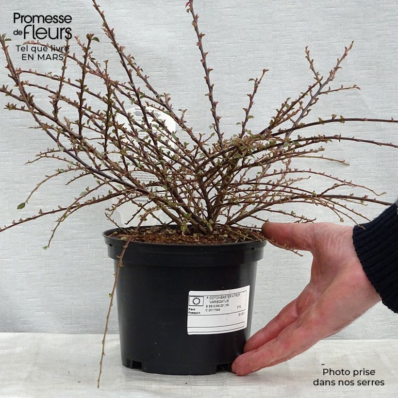 Example of Cotoneaster horizontalis Variegatus - Cotonéaster rampant Pot de 2L/3L as you get in printemps