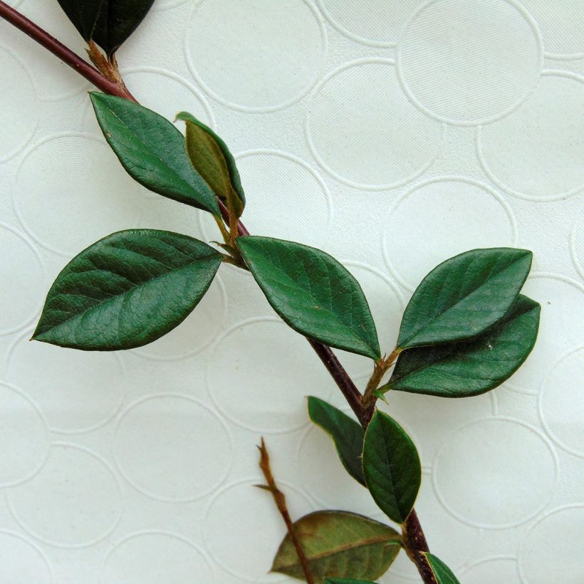 Cotoneaster lacteus - Cotonéaster laiteux (Foliage)