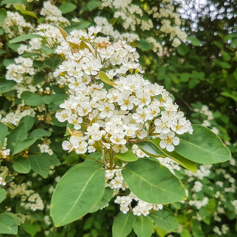 Cotoneaster lacteus - Cotonéaster laiteux (Flowering)