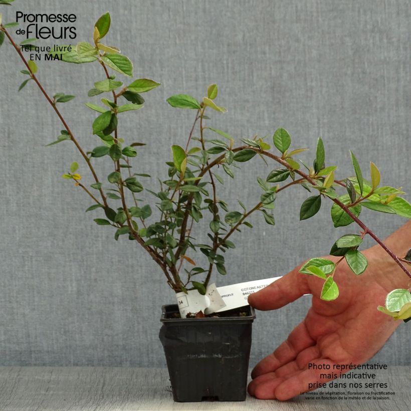 Example of Cotoneaster lacteus - Cotonéaster laiteux Godet de 8/9 cm as you get in printemps