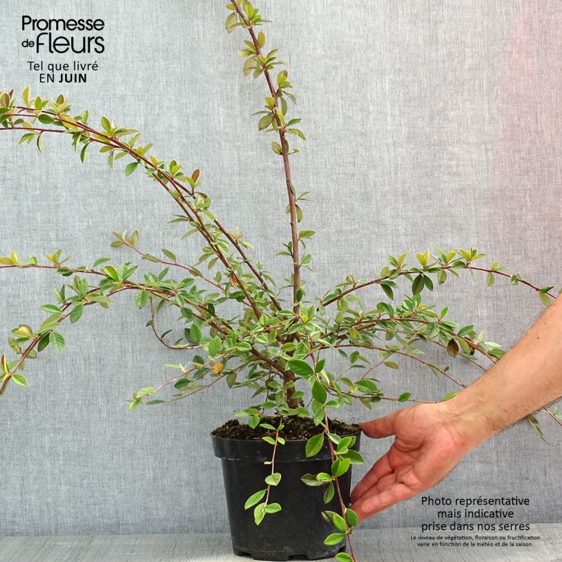 Example of Cotoneaster lacteus - Cotonéaster laiteux Pot de 2L/3L as you get in printemps