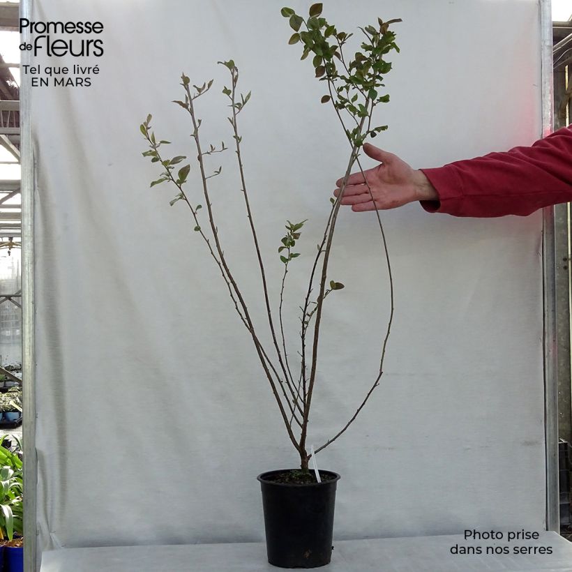 Spécimen de Cotoneaster lucidus  Pot de 2L/3L tel que livré au printemps