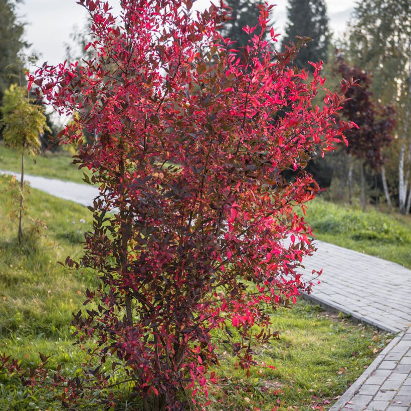 Cotoneaster lucidus  (Port)