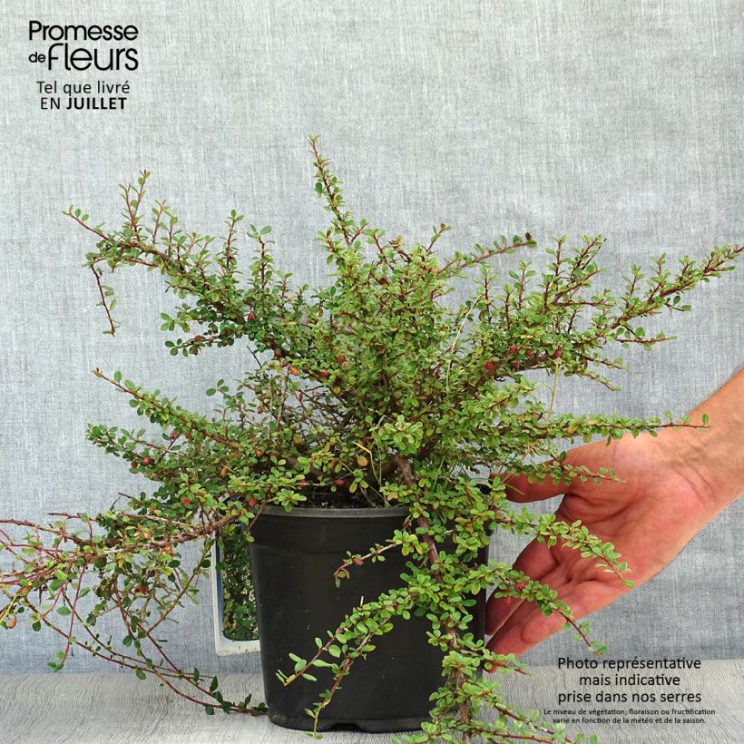 Spécimen de Cotoneaster microphyllus - Cotonéaster à petites feuilles Pot de 2L/3L tel que livré en été