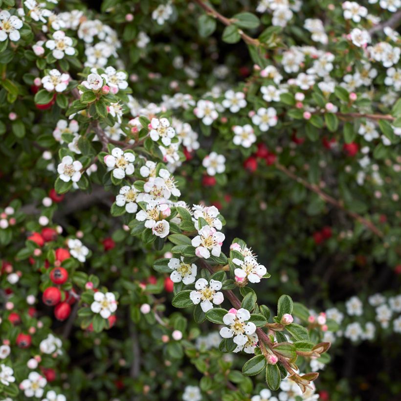 Cotoneaster microphyllus - Cotonéaster à petites feuilles (Floraison)