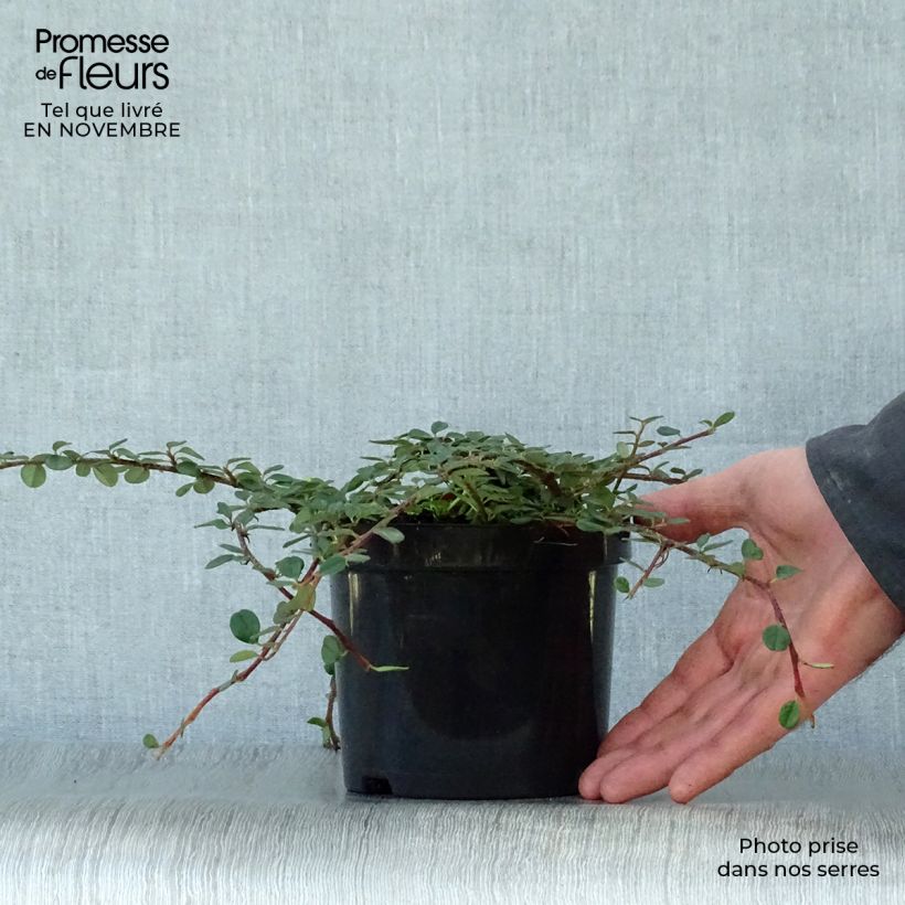 Spécimen de Cotoneaster procumbens Queen of Carpets Pot de 1L/1,5L tel que livré en automne