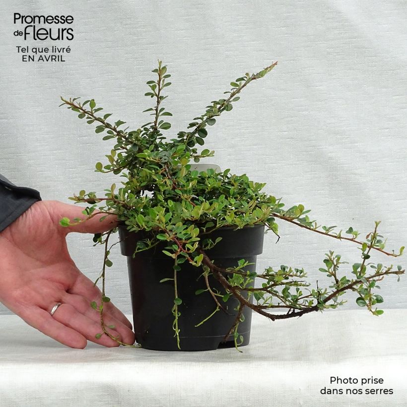 Example of Cotoneaster procumbens Queen of Carpets Pot de 1L/1,5L as you get in printemps