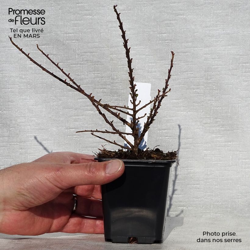 Example of Cotoneaster procumbens Queen of Carpets Godet de 8/9 cm as you get in printemps