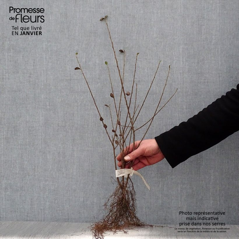 Spécimen de Cotoneaster simonsii - Cotonéaster de Simons Racines nues tel que livré en hiver