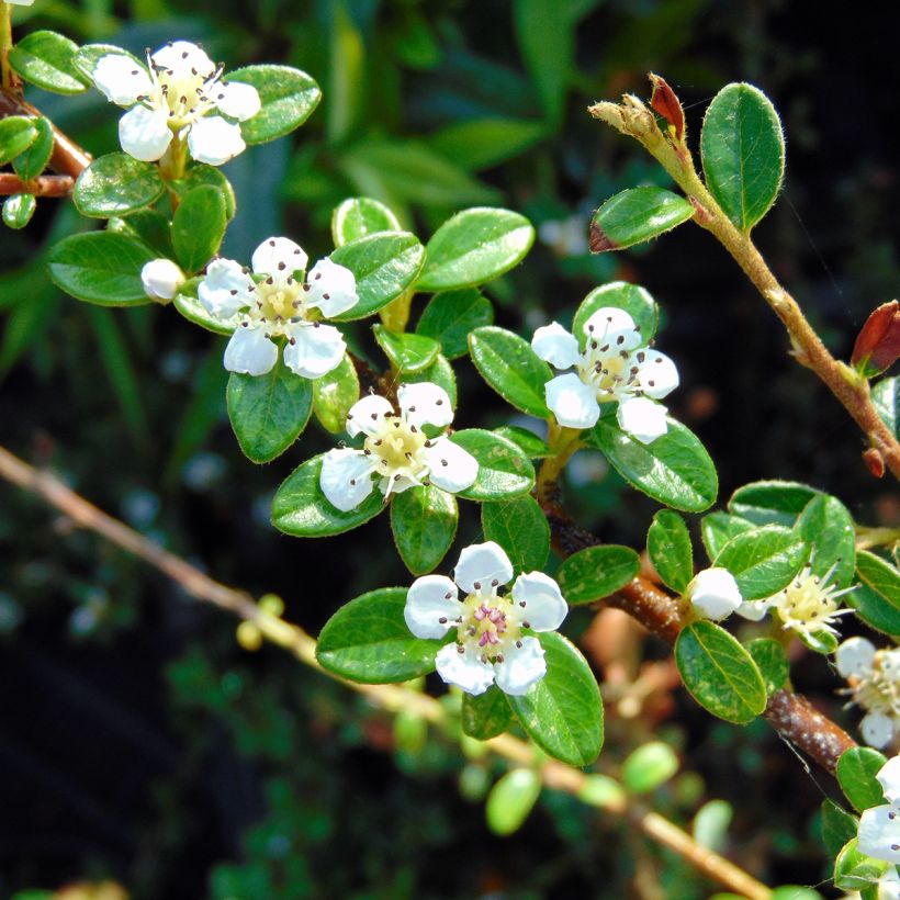 Cotoneaster suecicus Coral Beauty (Flowering)