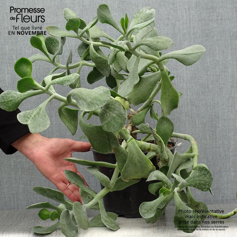 Spécimen de Cotyledon orbiculata Gray - Plante grasse Pot de 3L/4L tel que livré en automne