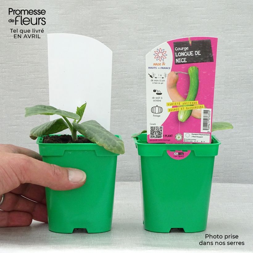 Spécimen de Courge Longue de Nice en plants Pot de 10 cm/11cm tel que livré au printemps
