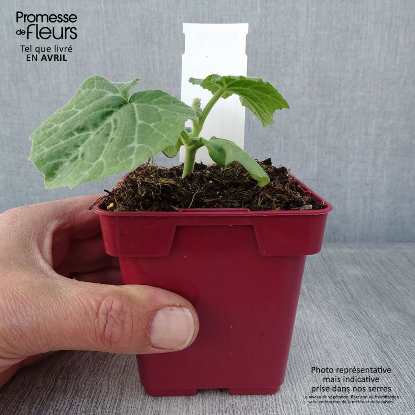 Example of Courge Musquée d'hiver de Provence - Cucurbita moschata Pot de 10 cm/11cm as you get in printemps