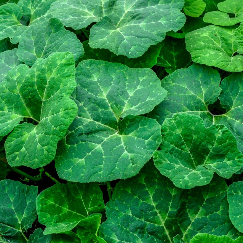 Courge de Siam Bio - Ferme de Sainte Marthe (Foliage)