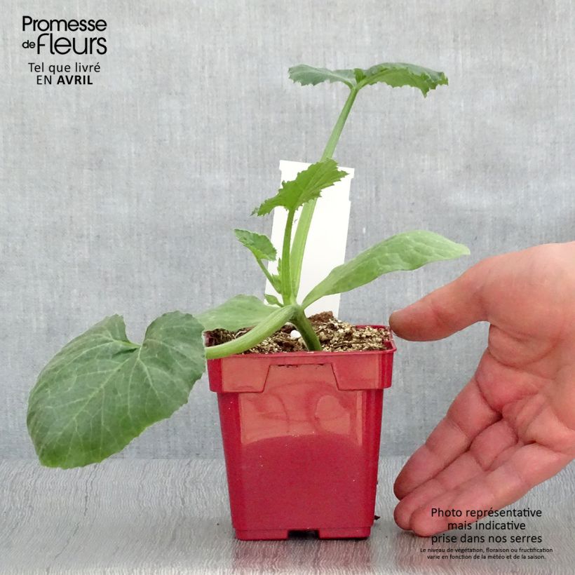 Example of Courgette Diamant F1 en plants Pot de 10 cm/11cm as you get in printemps