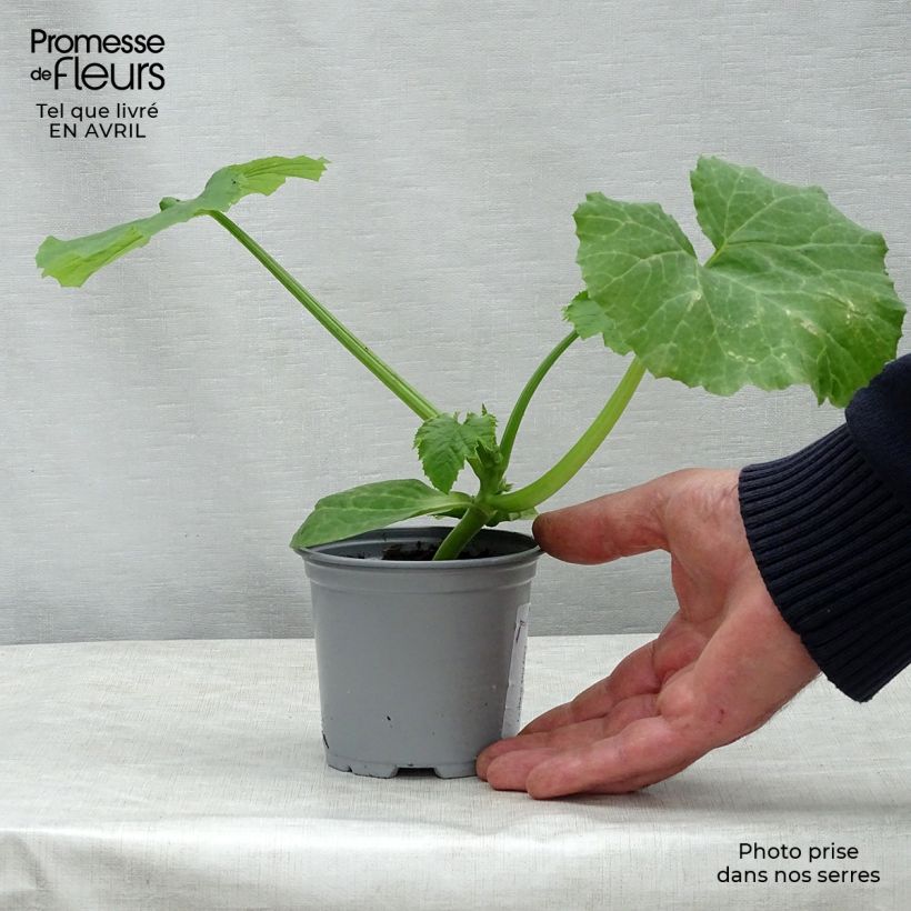 Spécimen de Courgette Easy Pick Green F1 en plants Pot de 10 cm/11cm tel que livré au printemps