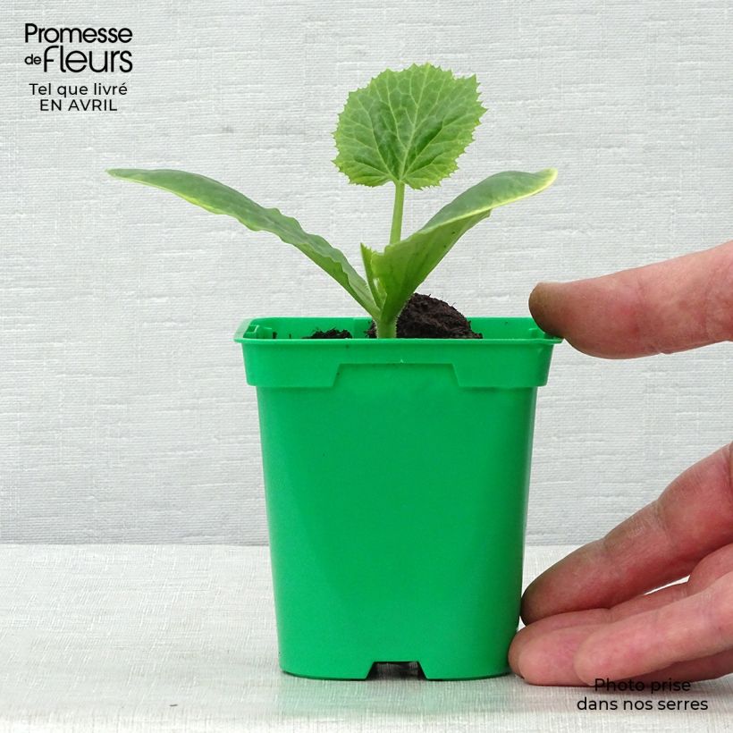 Example of Courgette Floridor F1 en plants Pot de 10 cm/11cm as you get in printemps