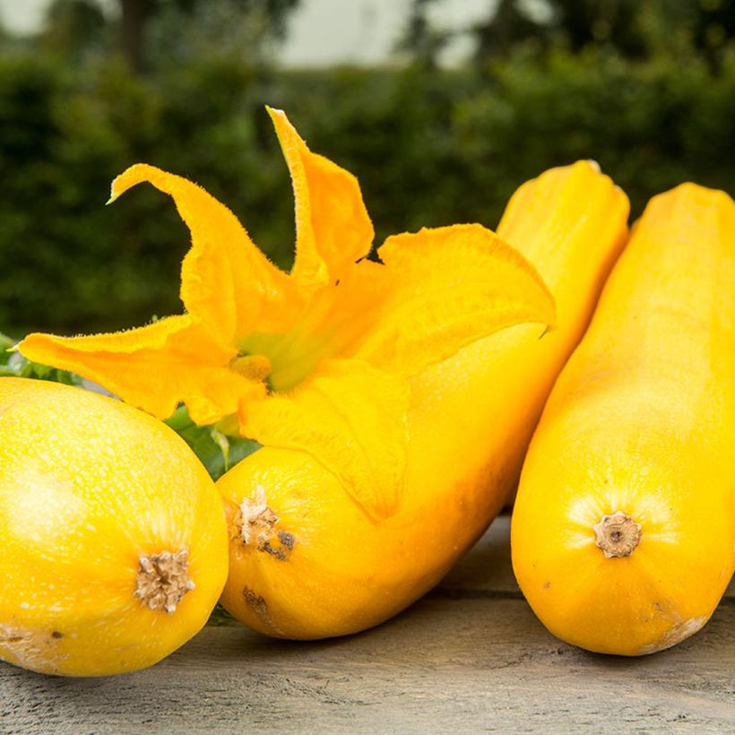 Courgette Ola Gabriella F1 BIO (Flowering)