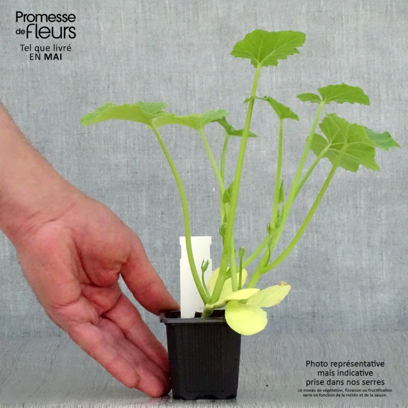 Example of Courgette Tarmino F1 en plants Godet de 7/8 cm as you get in printemps