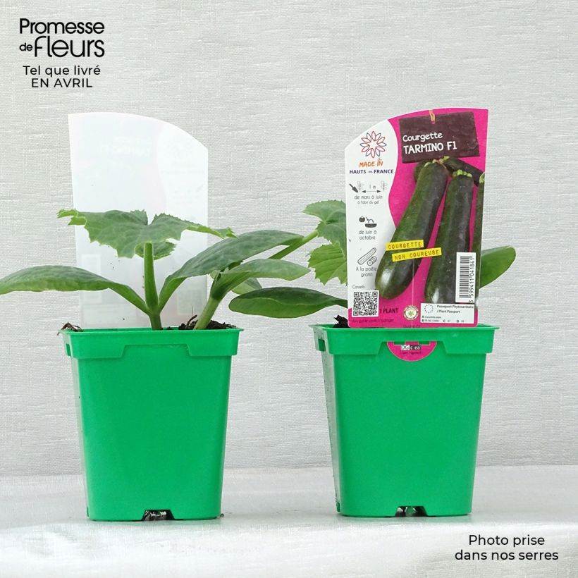 Example of Courgette Tarmino F1 en plants Pot de 10 cm/11cm as you get in printemps