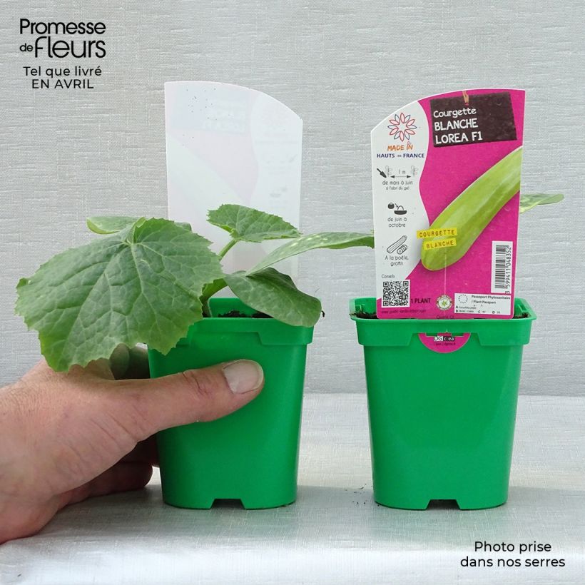 Example of Courgette blanche Lorea F1 en plants Pot de 10 cm/11cm as you get in printemps