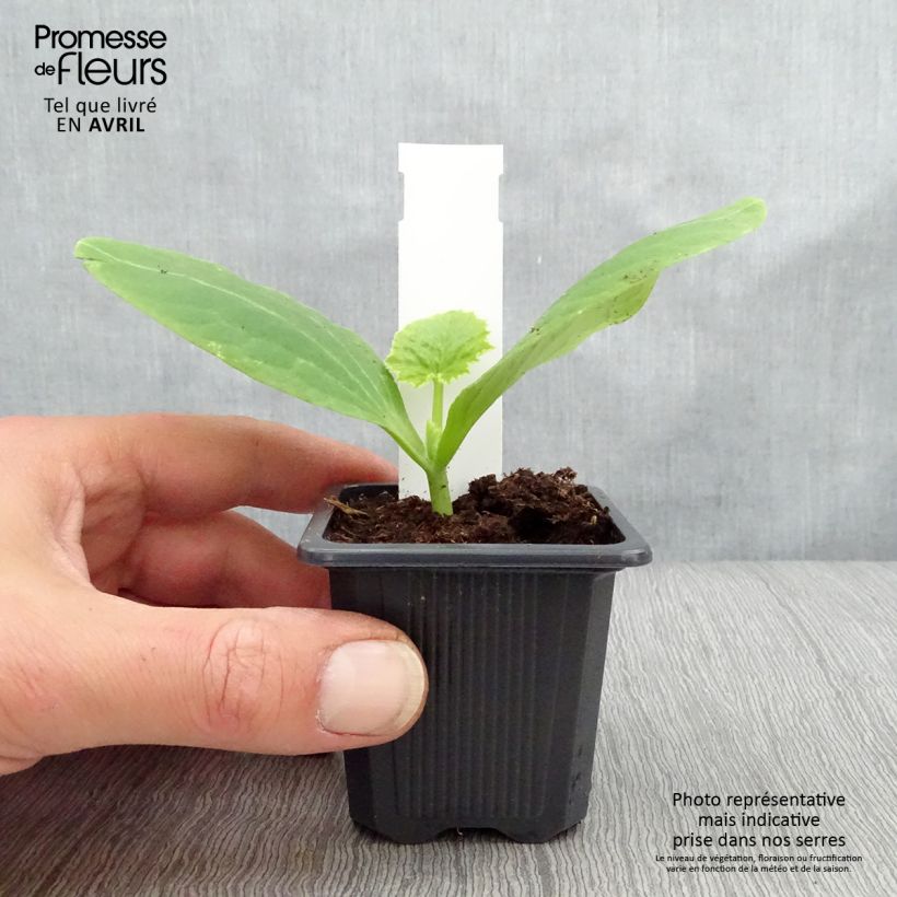 Spécimen de Courgette jaune Orelia F1 en plants Godet de 7/8 cm tel que livré au printemps