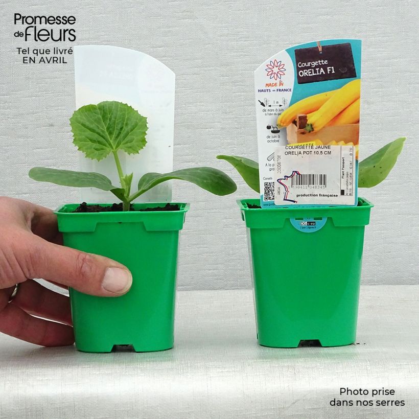 Spécimen de Courgette jaune Orelia F1 en plants Pot de 10 cm/11cm tel que livré au printemps