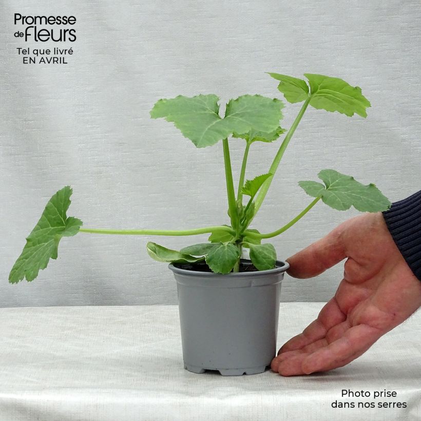 Example of Courgette jaune Sebring F1 en plants GREFFES  Godet de 8/9 cm as you get in printemps