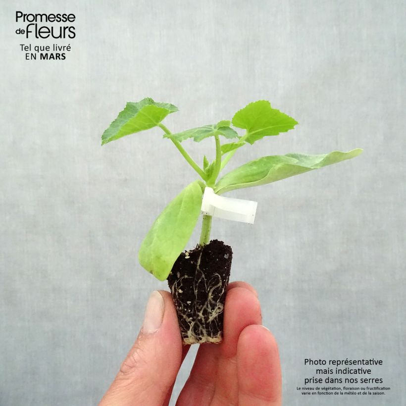 Example of Courgette jaune Sebring F1 en plants GREFFES  Mini-motte Ø 3/4 cm, Jeune plant greffé de 5 à 10 cm de haut as you get in printemps