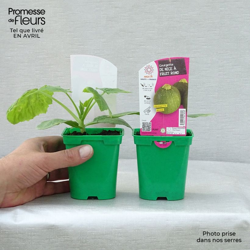 Example of Courgette ronde de Nice F1 en plants  - Cucurbita pepo Pot de 10 cm/11cm as you get in printemps