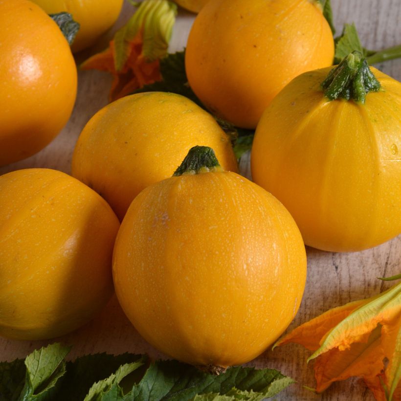 Courgette ronde jaune Midas F1 (Harvest)