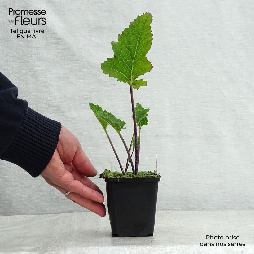 Example of Crambe cordifolia - Chou nuage blanc Godet de 8/9 cm as you get in printemps