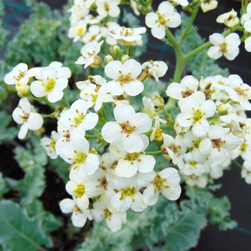 Crambe maritima - choux maritime (Flowering)