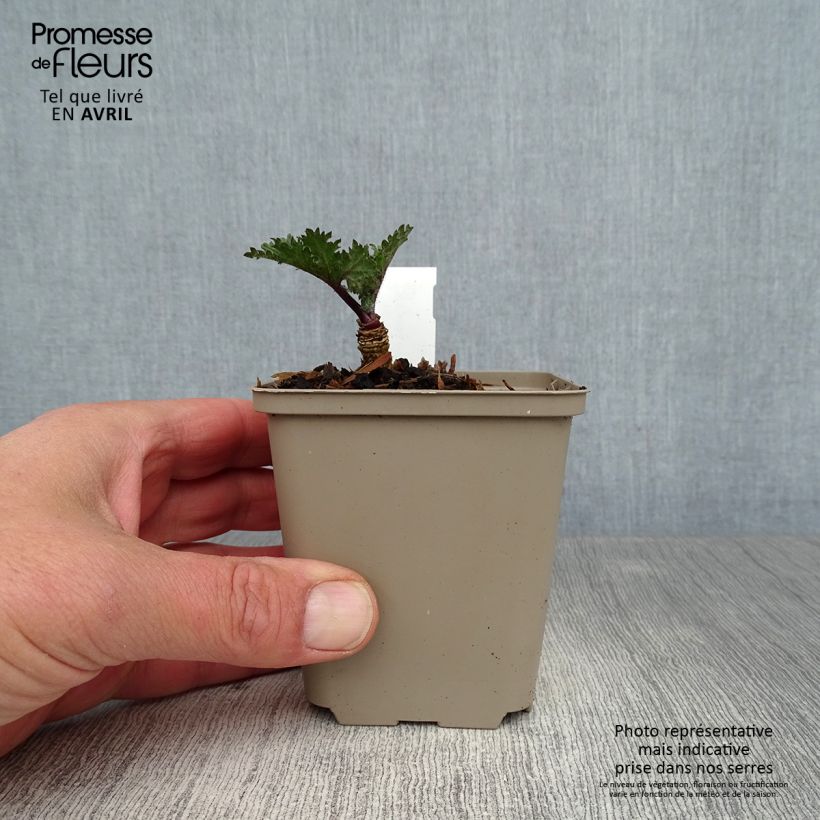 Spécimen de Crambe orientalis Morning Snow - Chou nuage Godet de 8/9 cm tel que livré au printemps