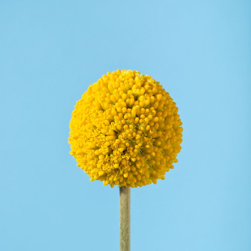 Craspedia Golf Beauty - Baguette de tambour (Floraison)