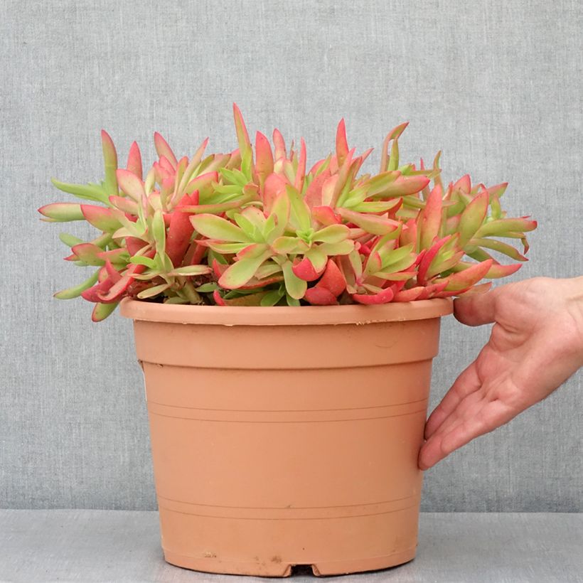 Example of Crassula capitella Pot de 7,5L/10L, 25/30 diamètre as you get in printemps