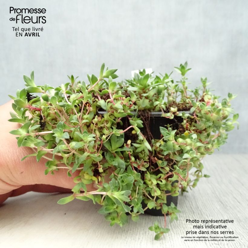 Spécimen de Crassula exilis subsp. sedifolia Godet de 8/9 cm tel que livré au printemps