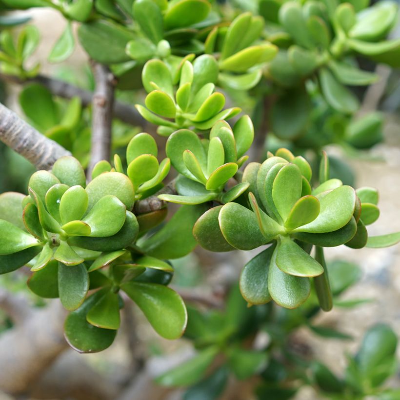 Crassula ovata - Arbre de Jade (Foliage)