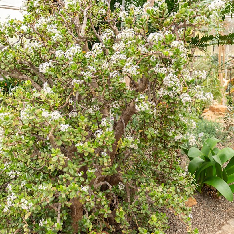 Crassula ovata - Arbre de Jade (Plant habit)