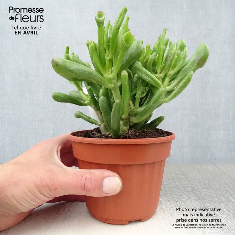 Example of Crassula ovata Hobbit Pot de 12 cm / 13 cm as you get in printemps