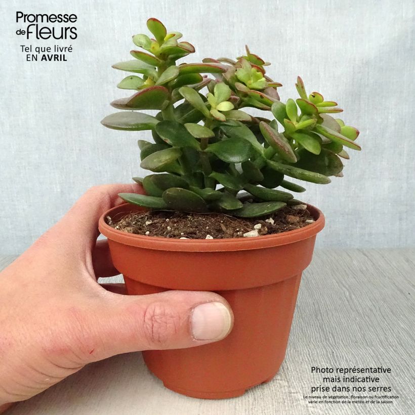 Example of Crassula ovata Minor Pot de 1,5L/2L as you get in printemps