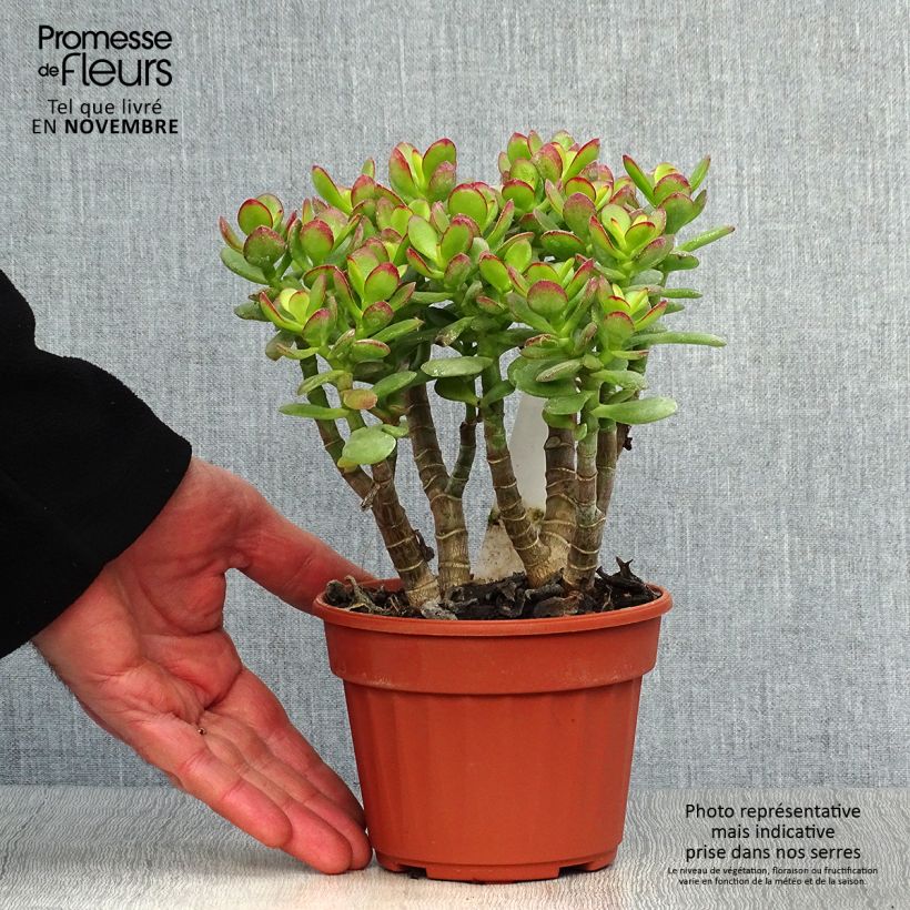 Spécimen de Crassula ovata Minor Pot de 1L/1,5L tel que livré en automne