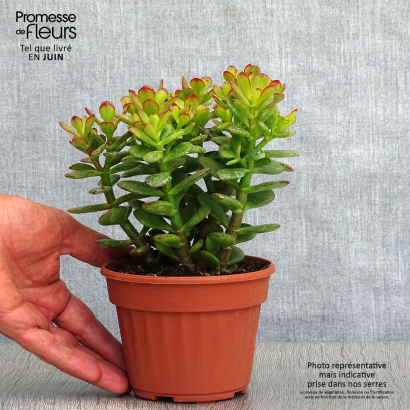 Spécimen de Crassula ovata Minor Pot de 1L/1,5L tel que livré en été