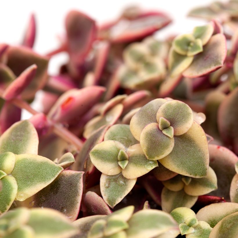 Crassula pellucida ssp. marginalis (Foliage)